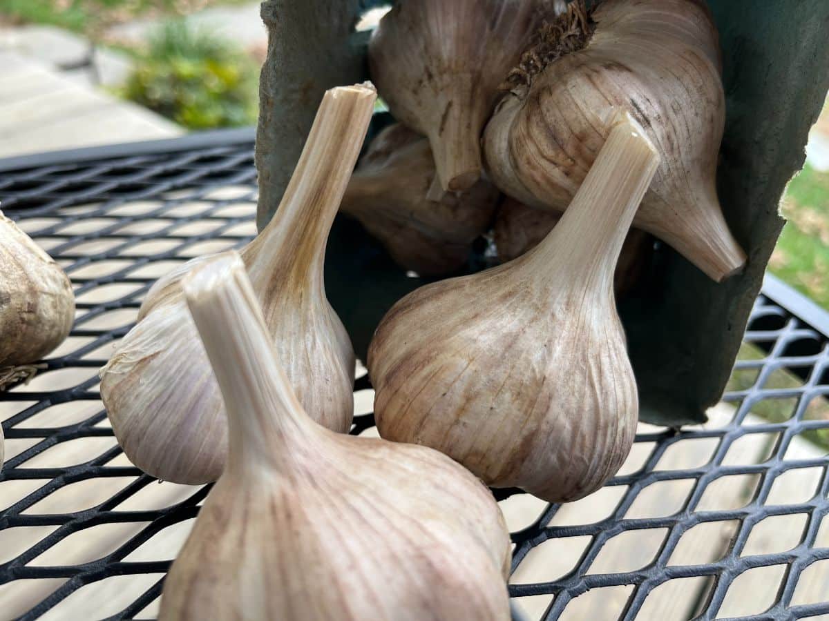 Trimmed homegrown garlic heads
