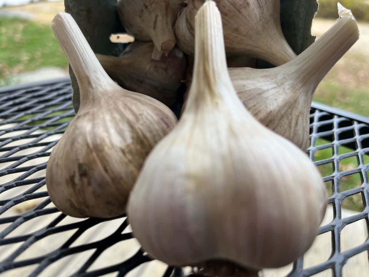 Bulbs of seed garlic