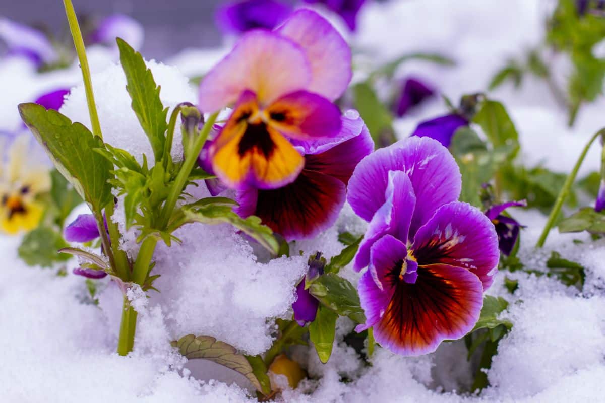 Pansies in bloom in snow