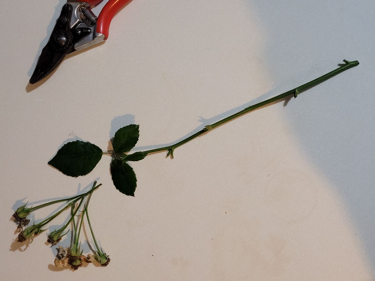 Take rose cuttings from stems that have already bloomed