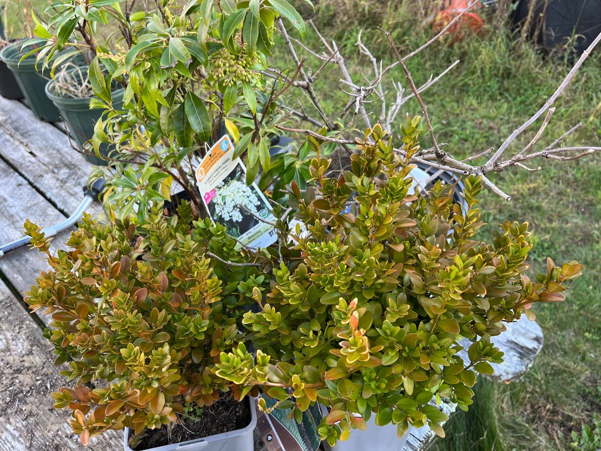Boxwood and perennials in pots