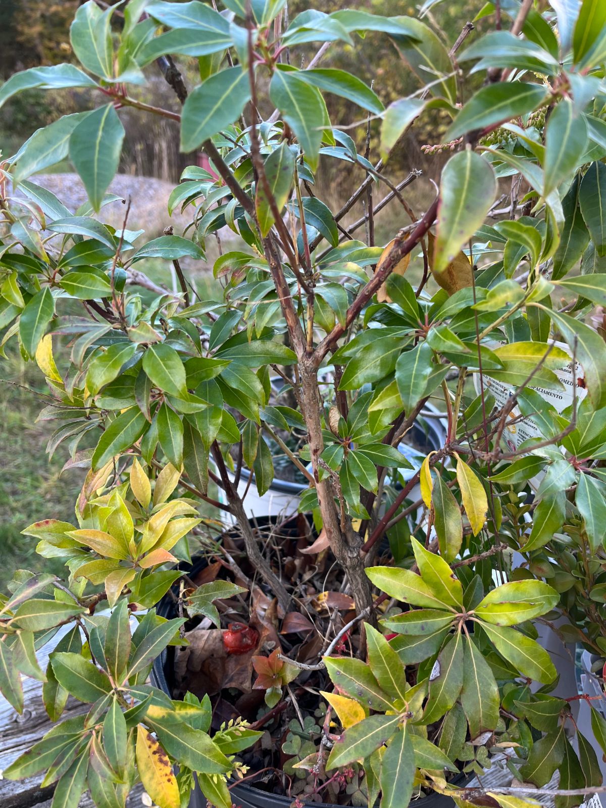 A potted perennial in the fall