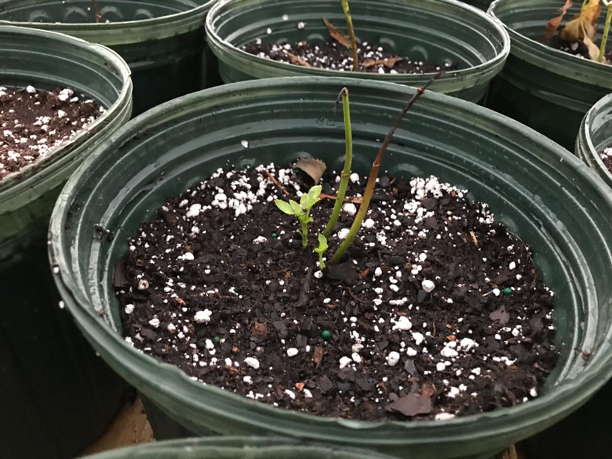 A sprouting spring elderberry in a pot