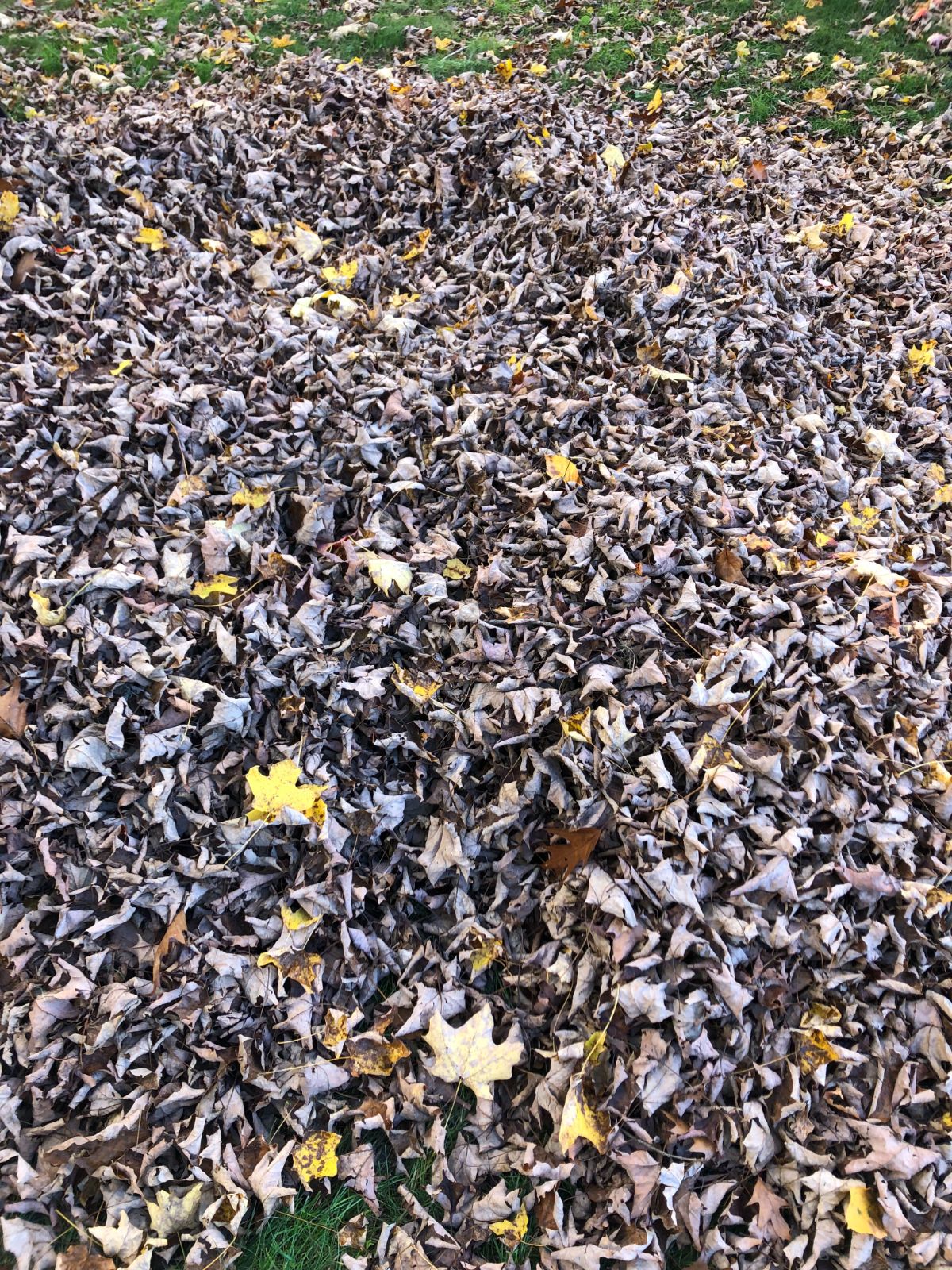 A pile of thick leaves on a lawn
