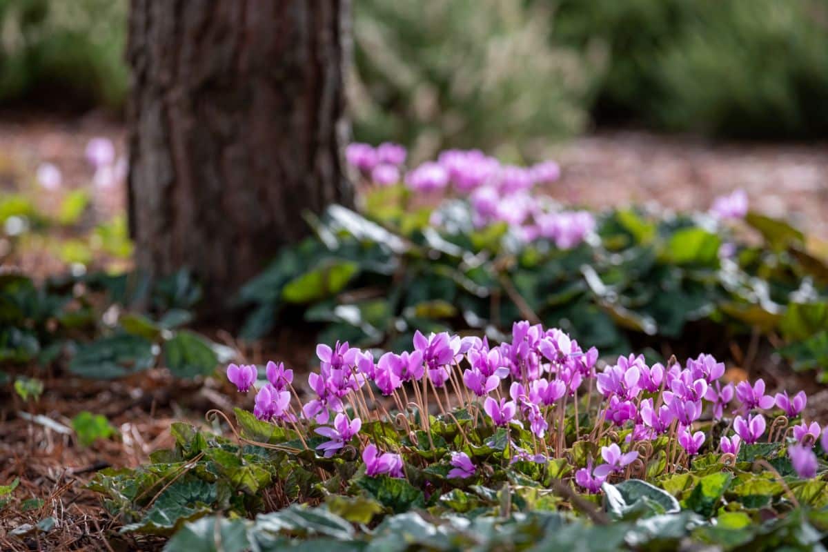 Purple spring ephemeral flowers