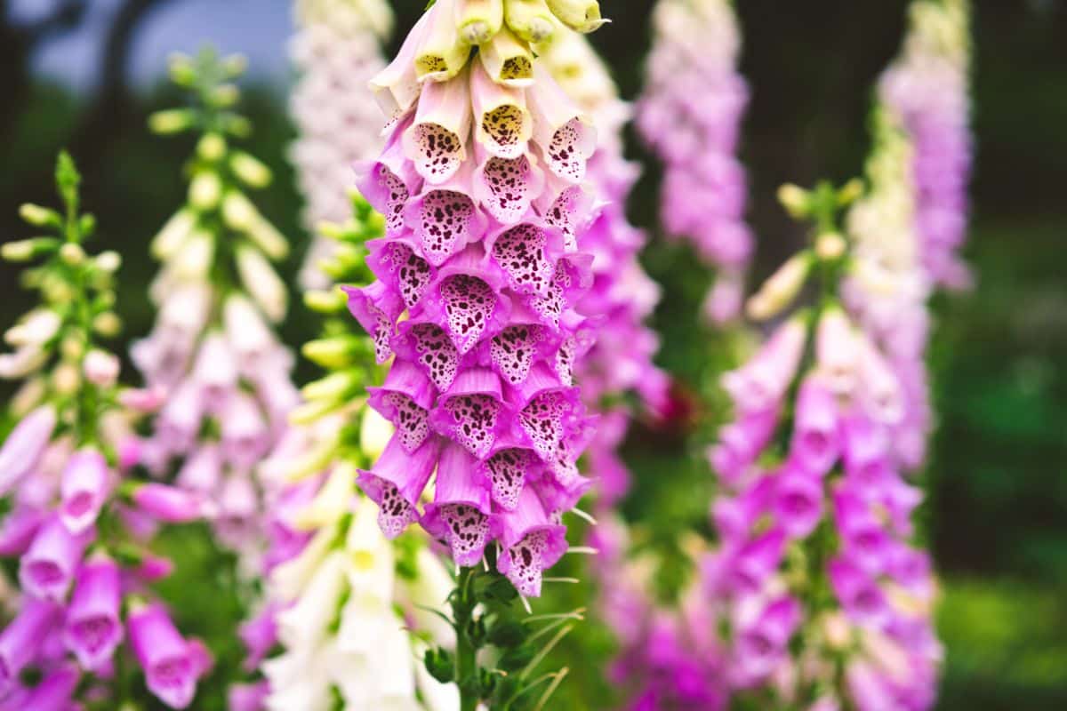 Purple and white foxglove flowering