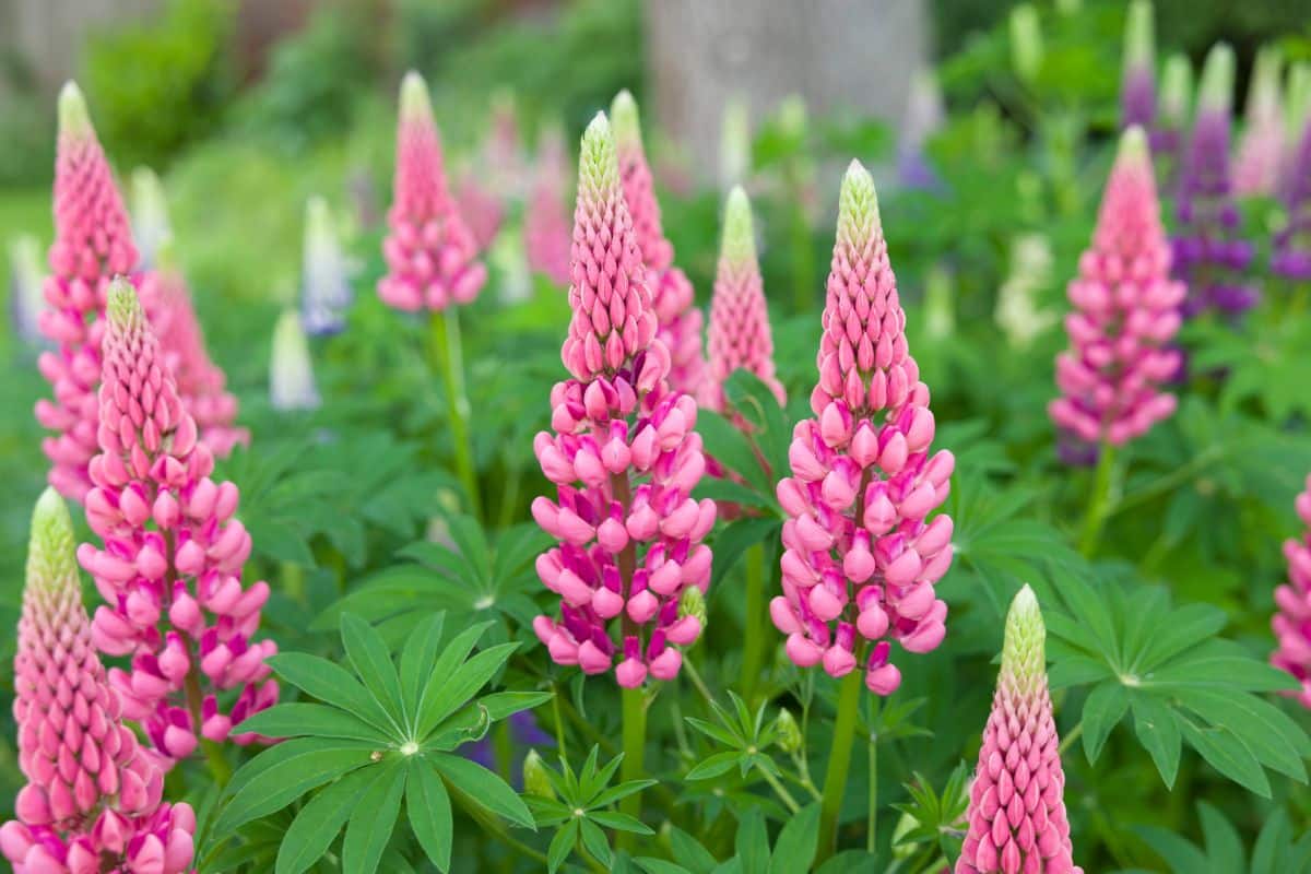 Pink perennial lupine