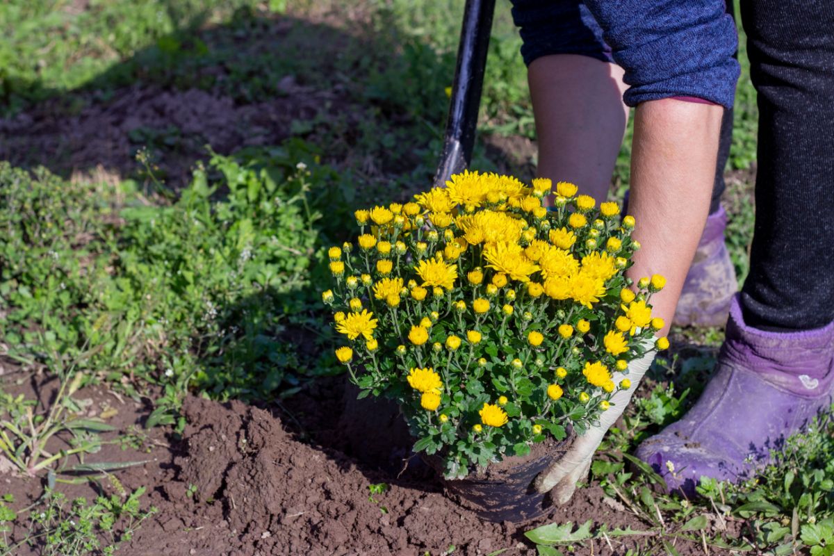 A hardy mum being planted in the ground