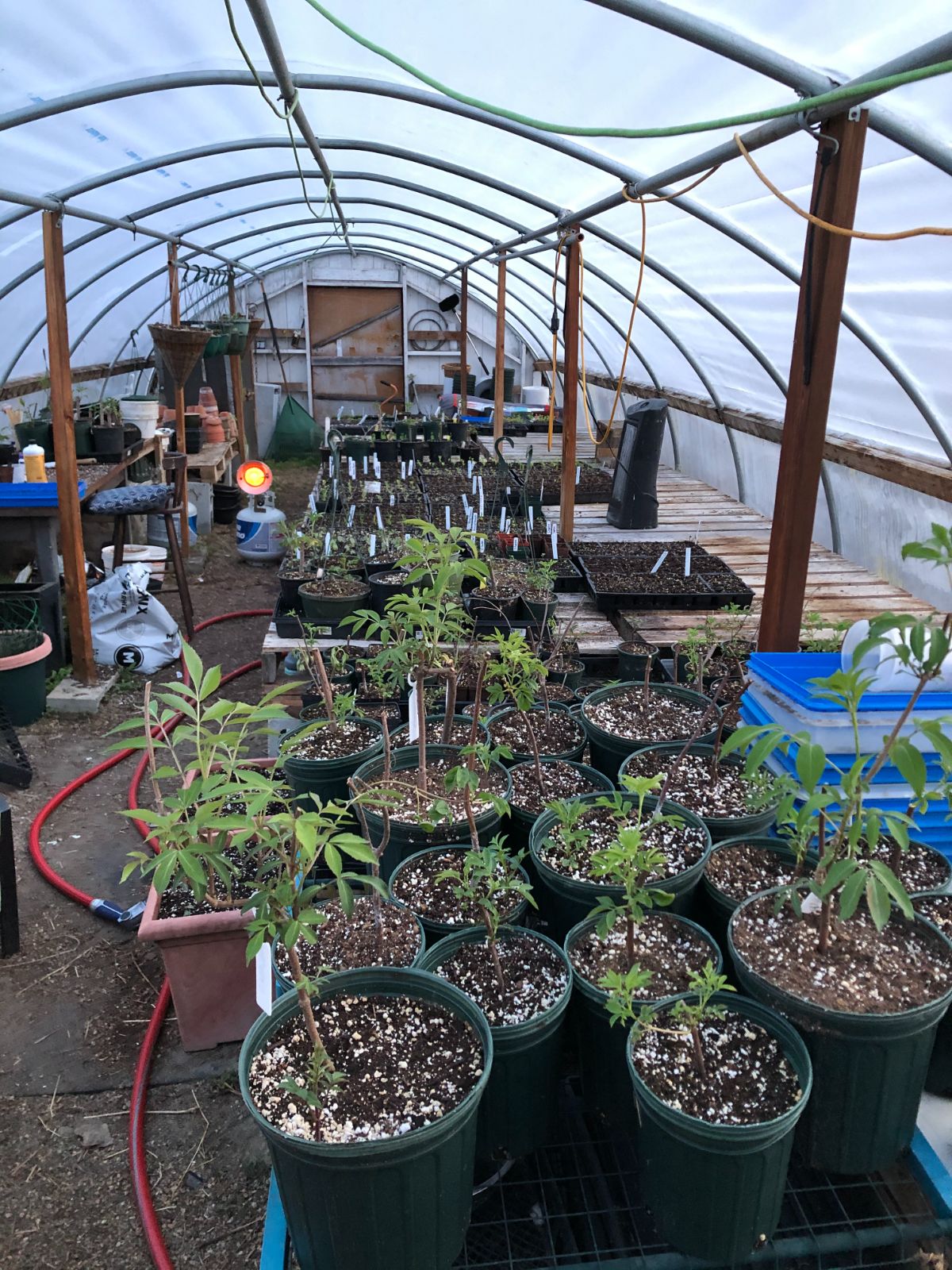 Potted perennials in a greenhouse