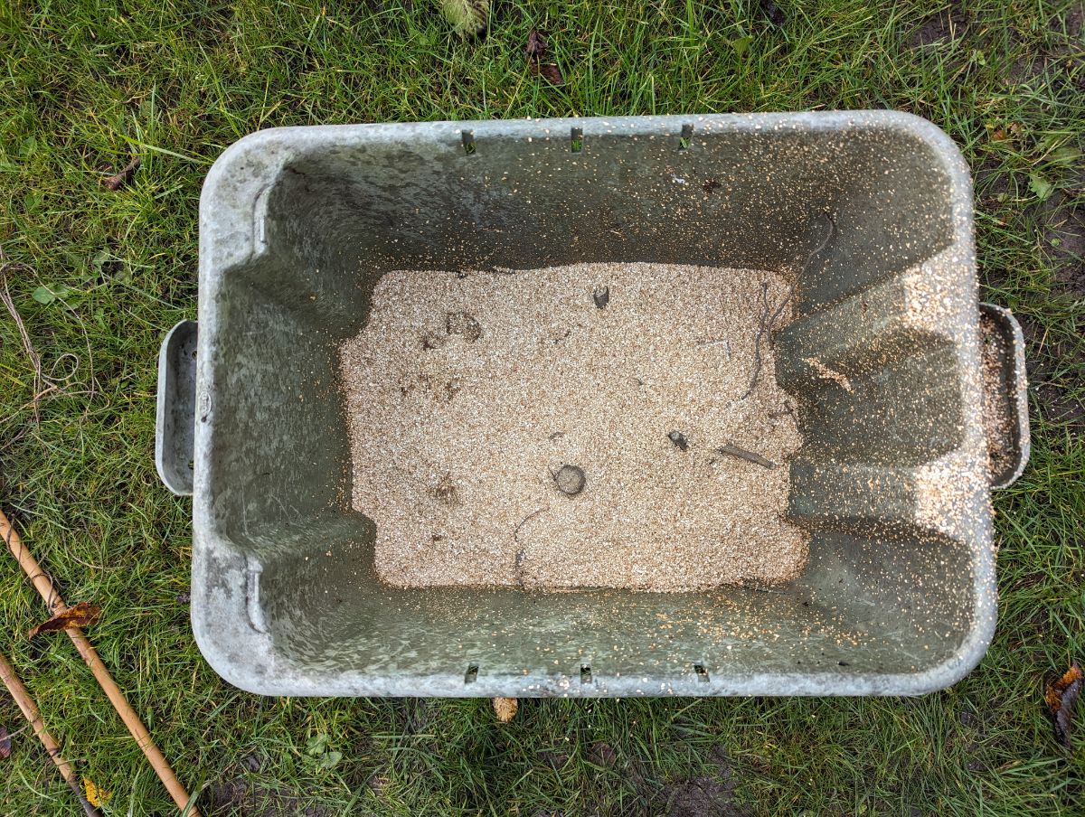 Layering dahlia tubers in vermiculite for storage