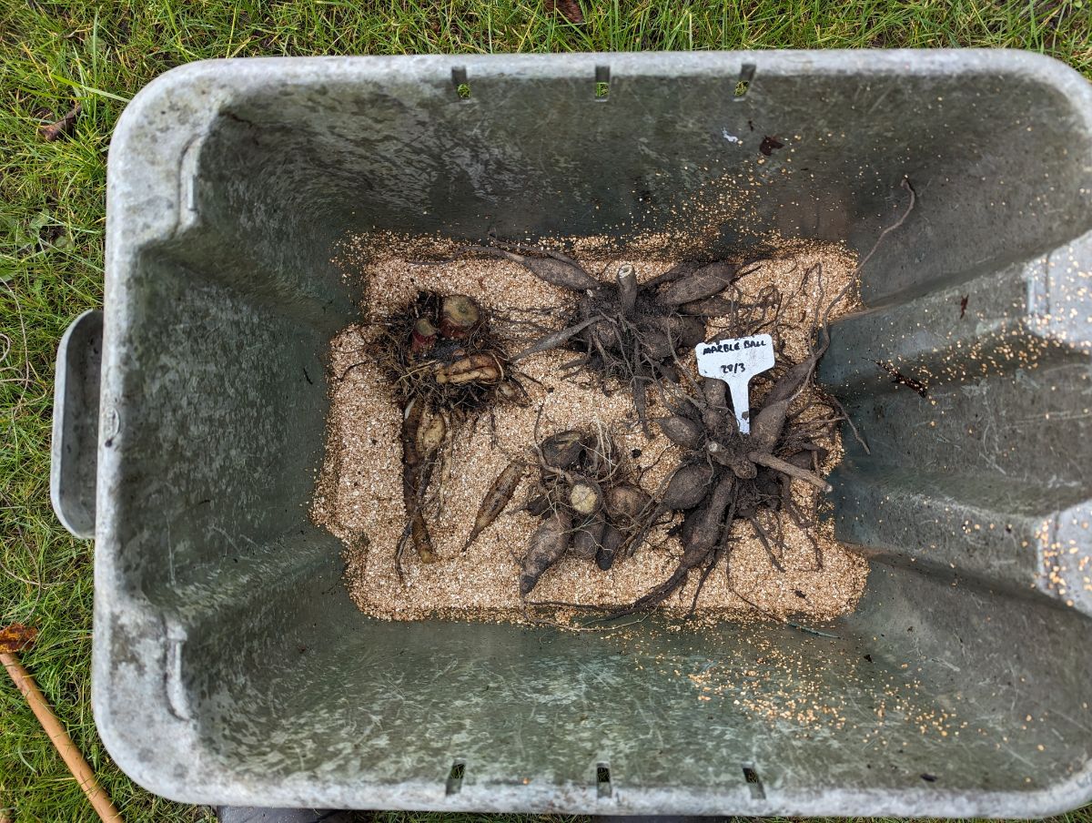 A layer of dahlia tubers for storing