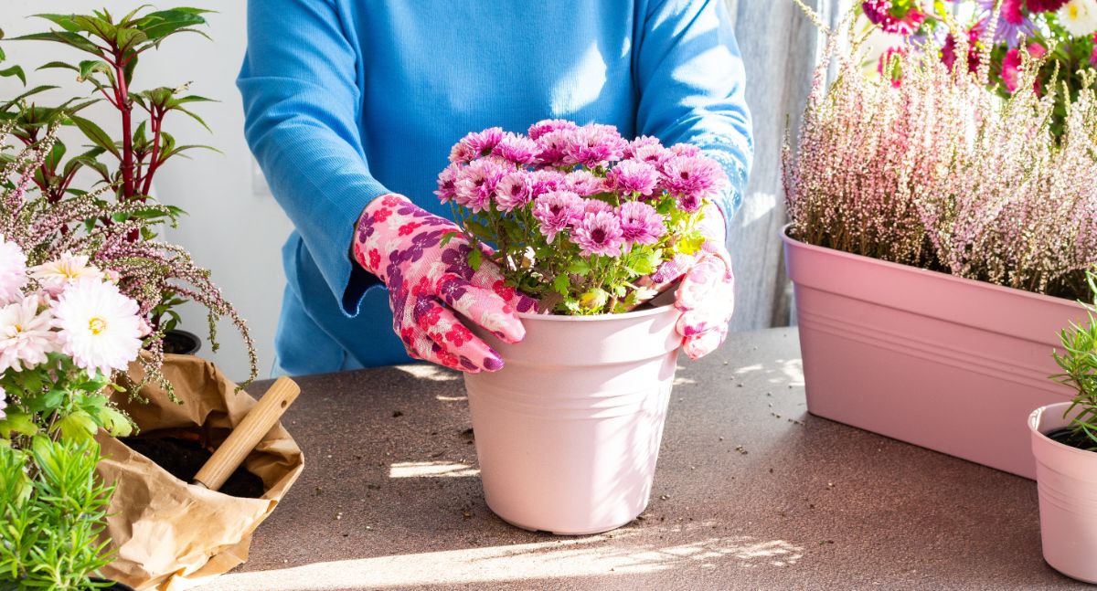 A gardener potting up a mum