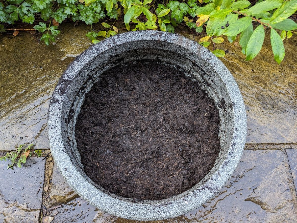 A partially filled pot for planting alliums