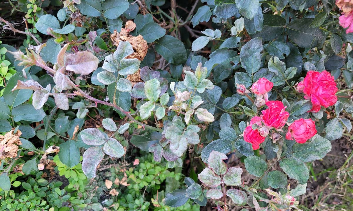 Powdery mildew targeting new soft growth on roses