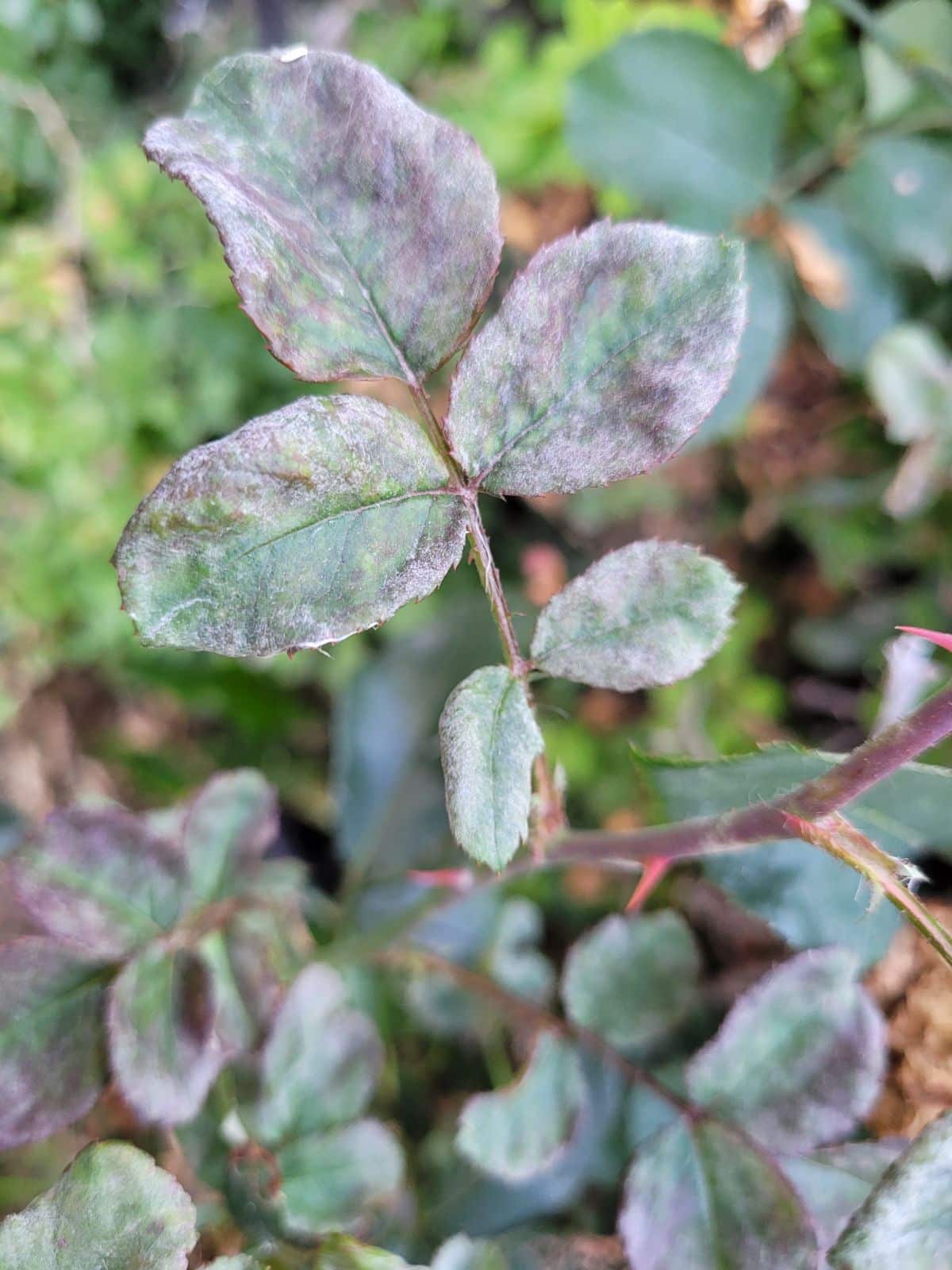 Powdery mildew on roses