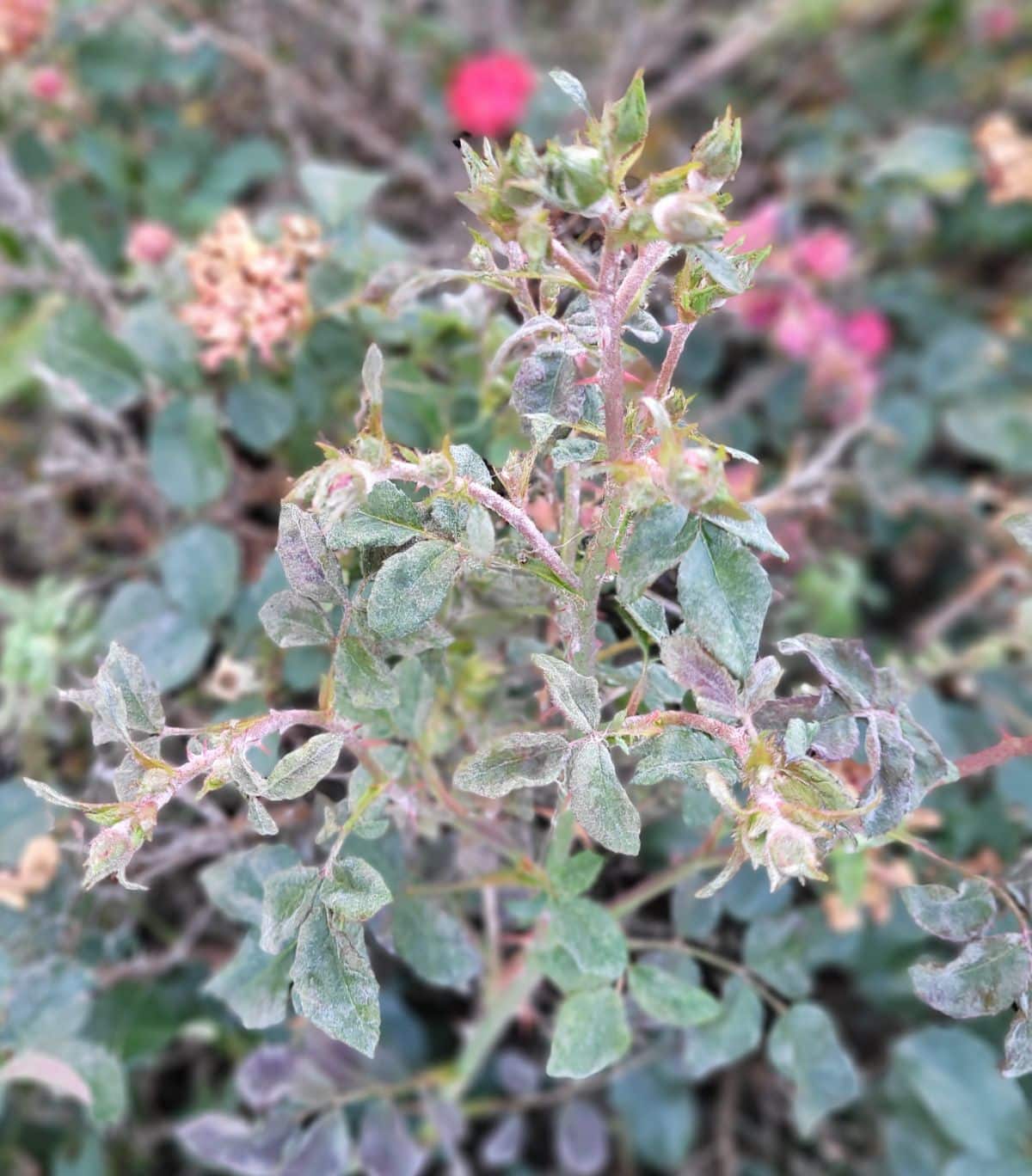 A rose badly infected with powdery mildew