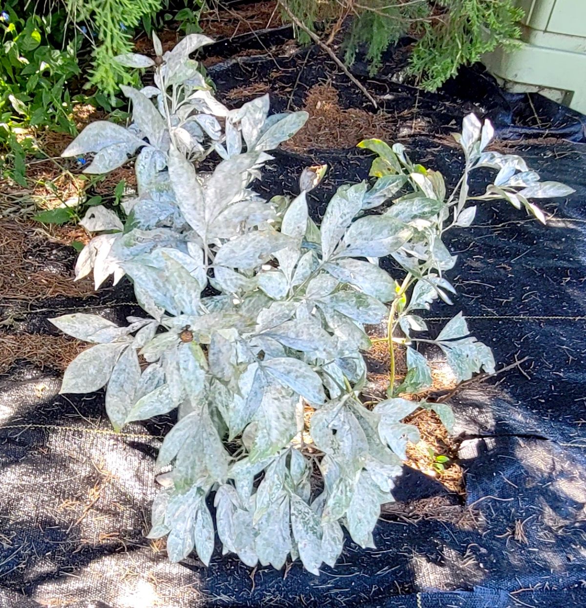 A peony with powdery mildew