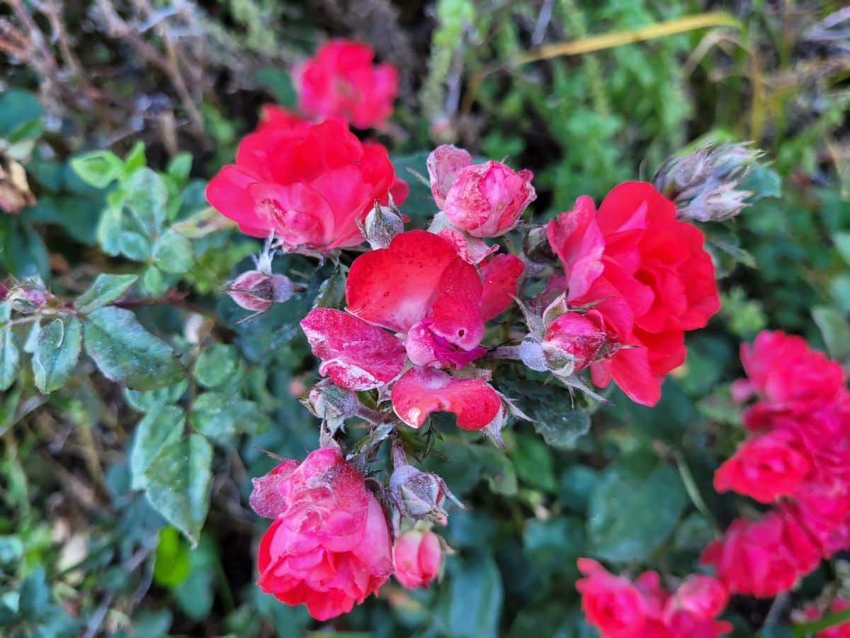 Powdery mildew in fall