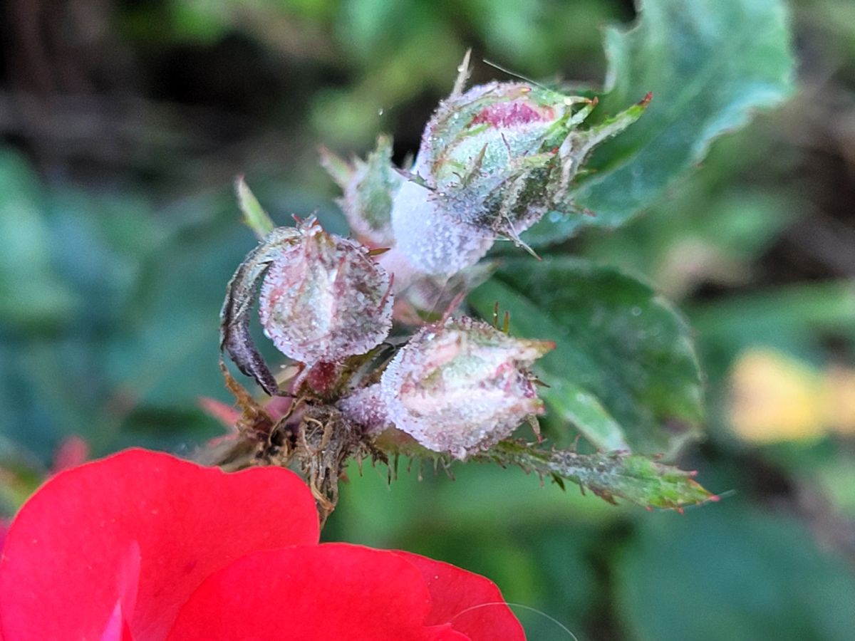 Rose buds covered with powdery mildew