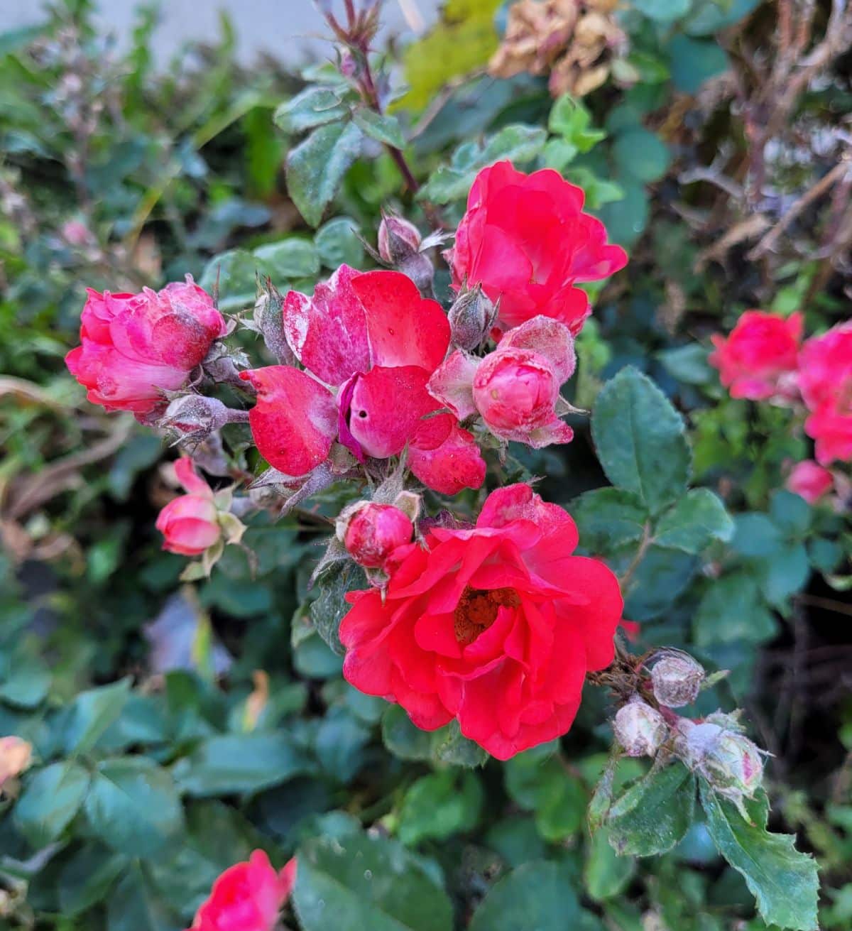 powdery mildew overtaking roses