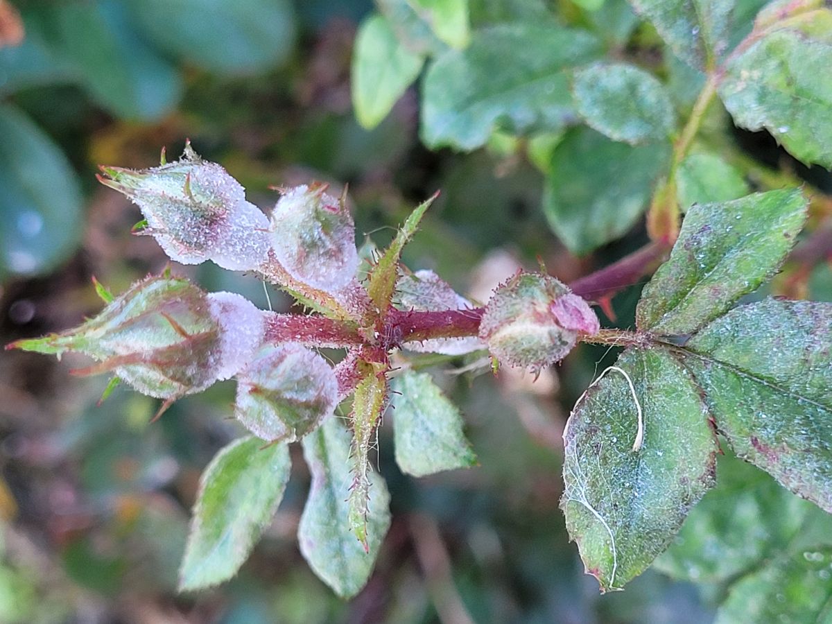 Shaded rose infected with powdery mildew