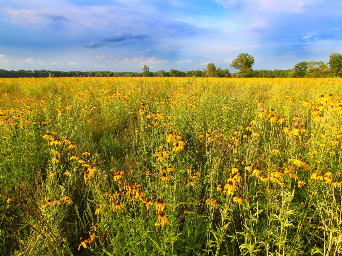 A field with wild black eyed Susans