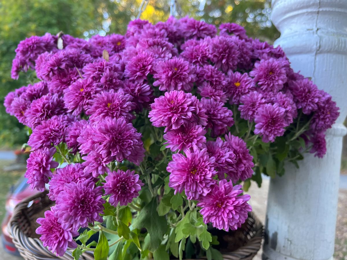 Purple mums in a hanging container