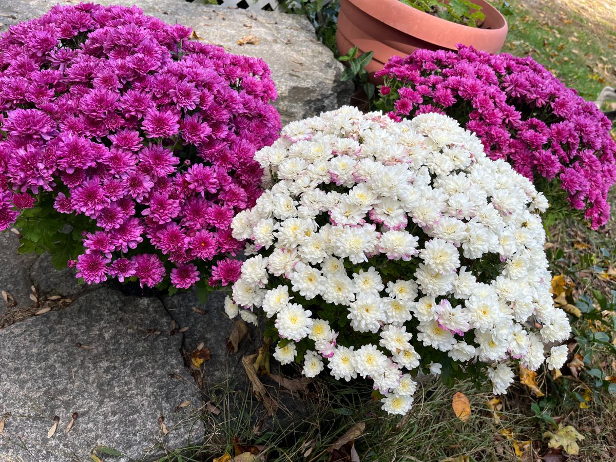 Hardy perennial mums