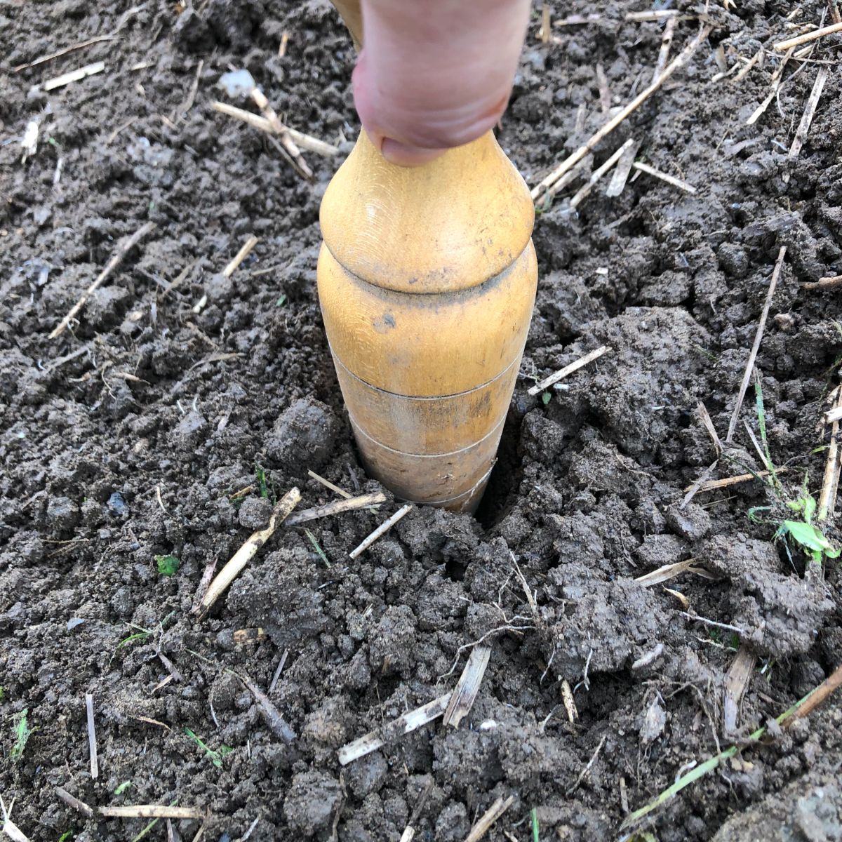 A dibber making holes for planting garlic