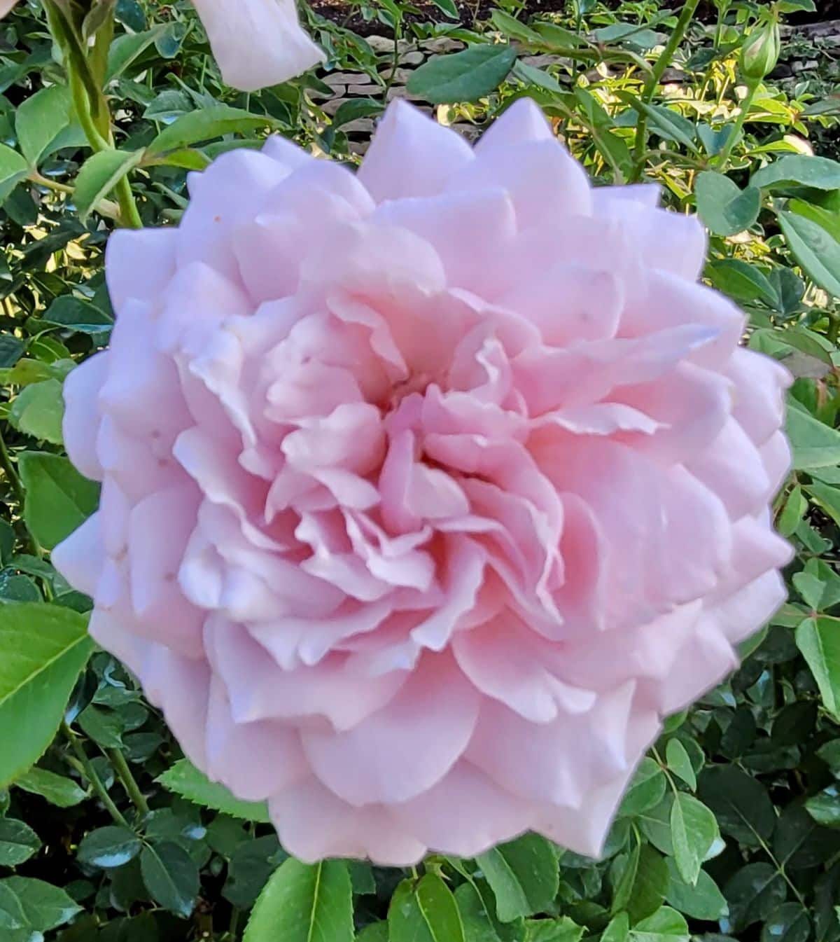 Powdery mildew resistant rose variety