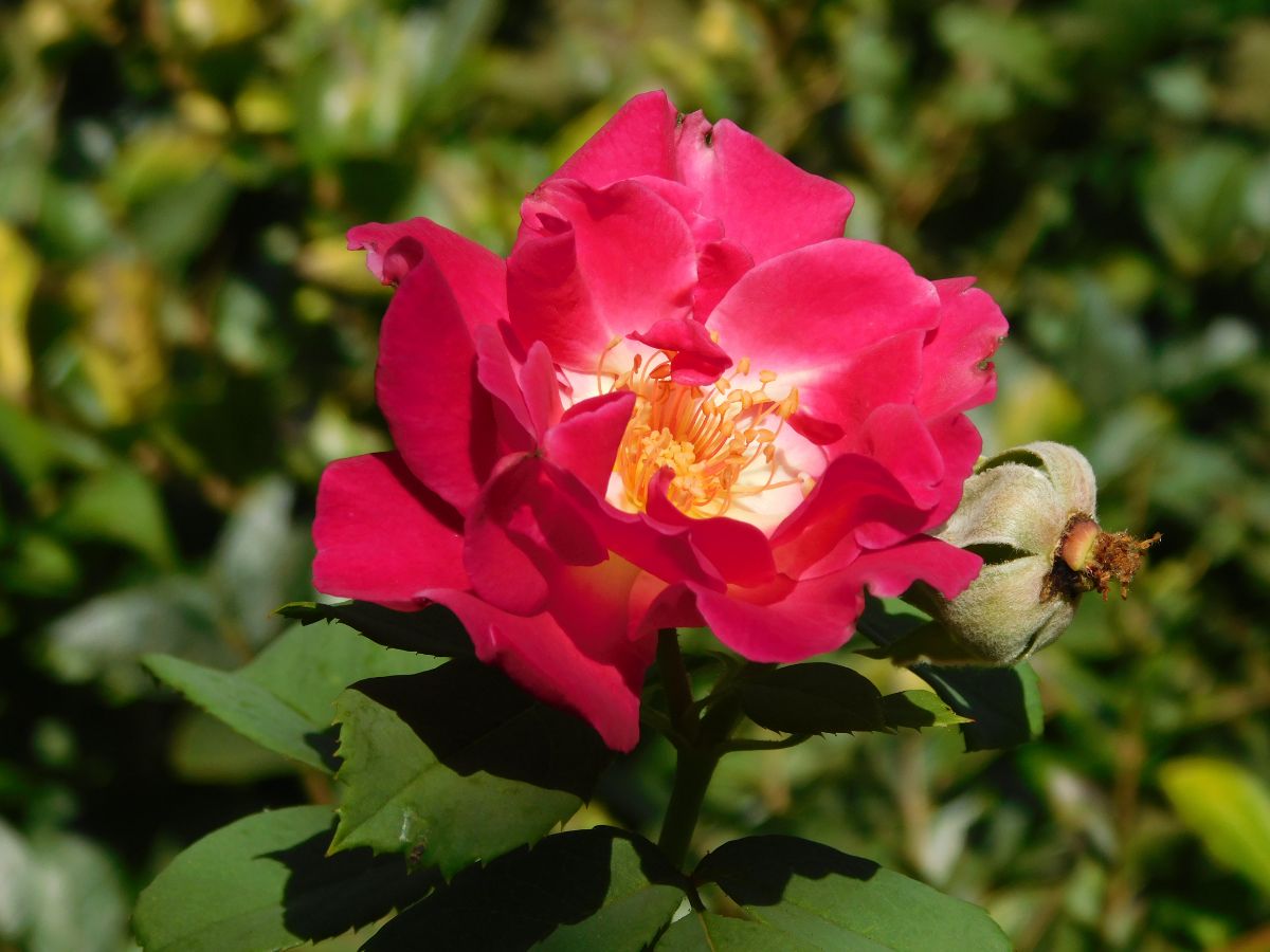 A dark pink rose in bloom