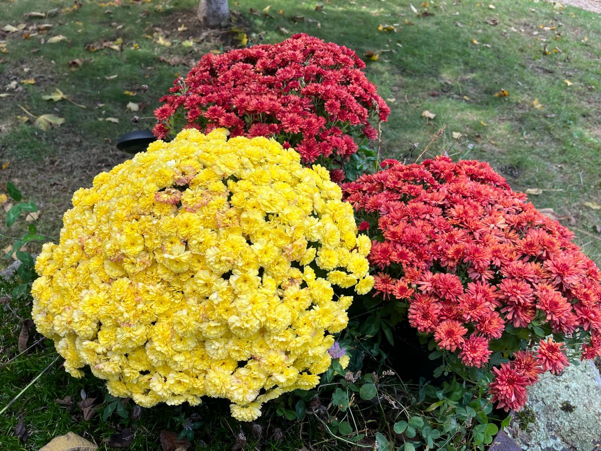 Hardy mums to overwinter in pots