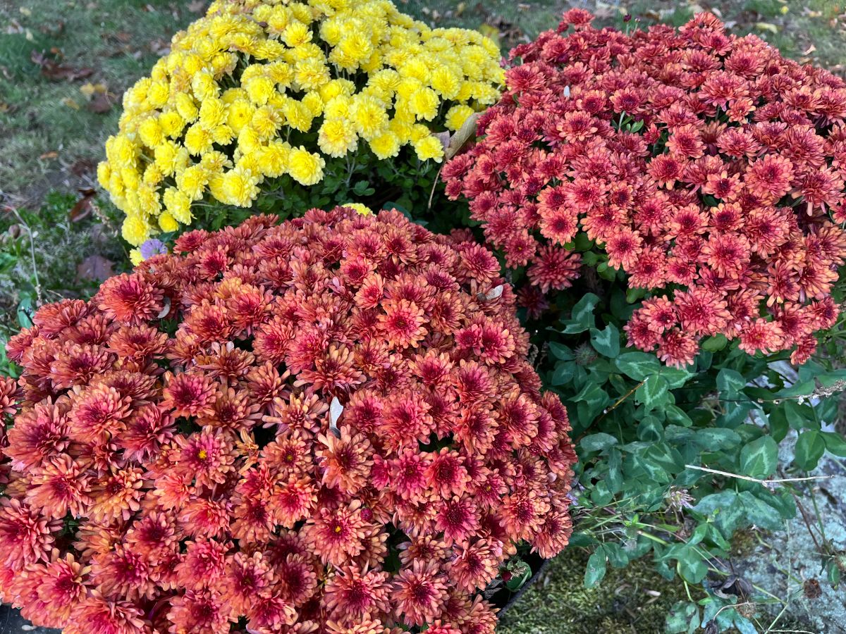 Potted mums in the fall