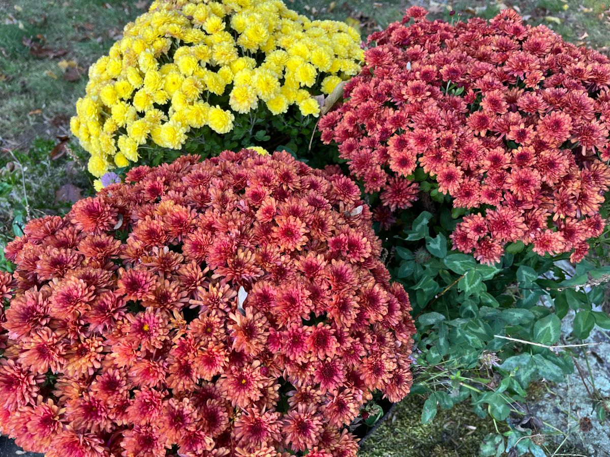 Mums in pots in fall