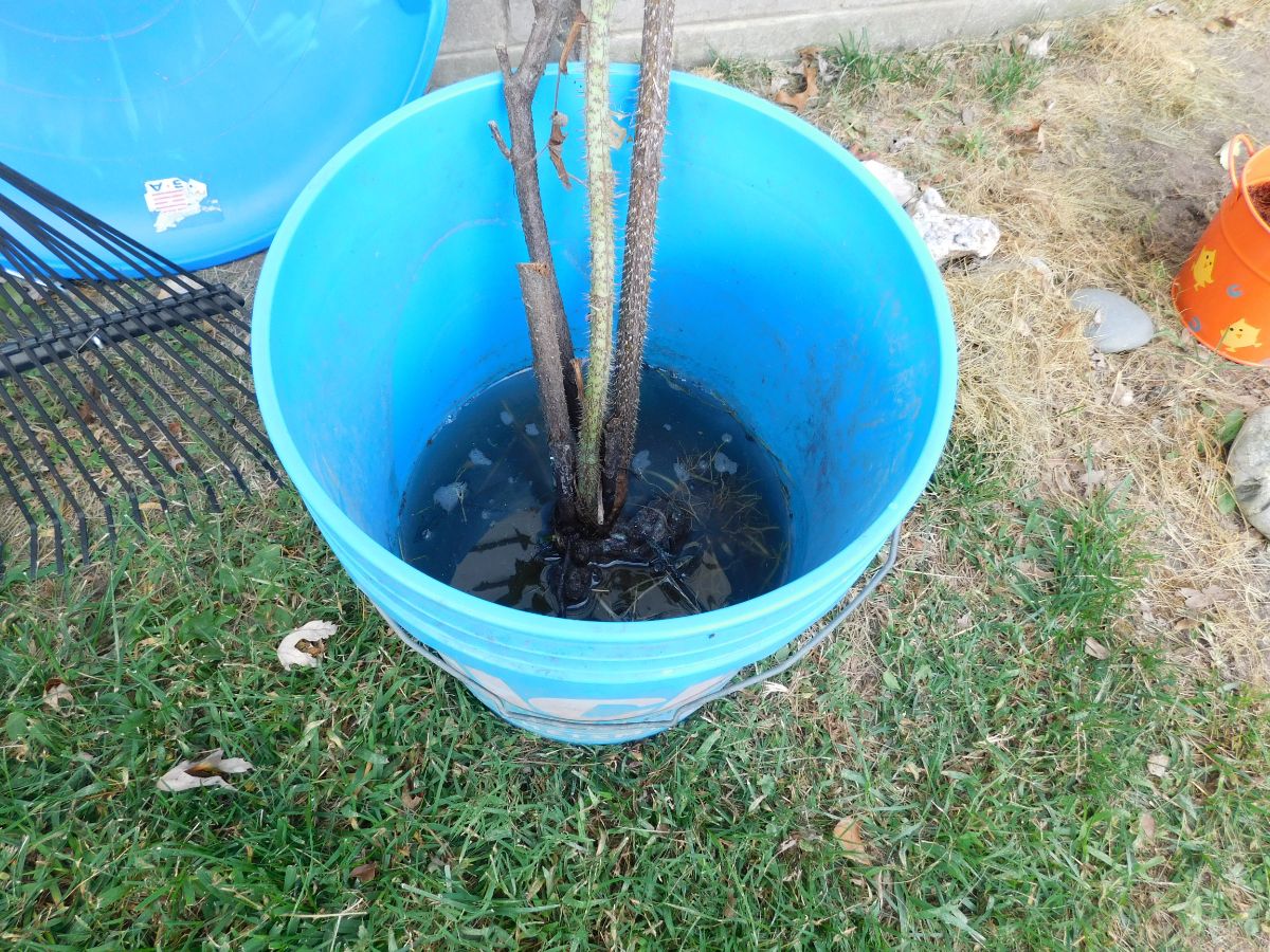 A bare root rose soaking before planting