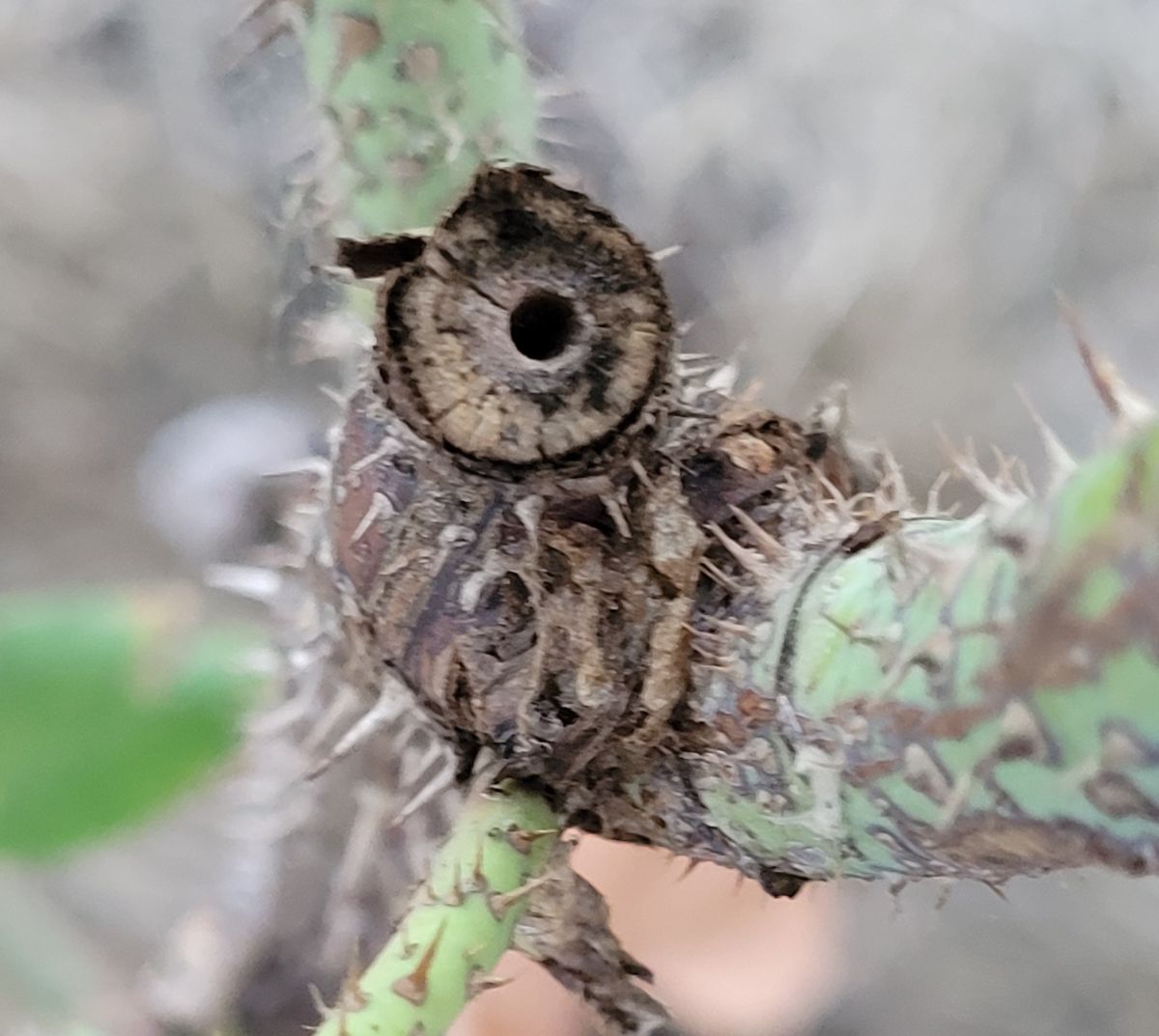 A hole from rose cane borers