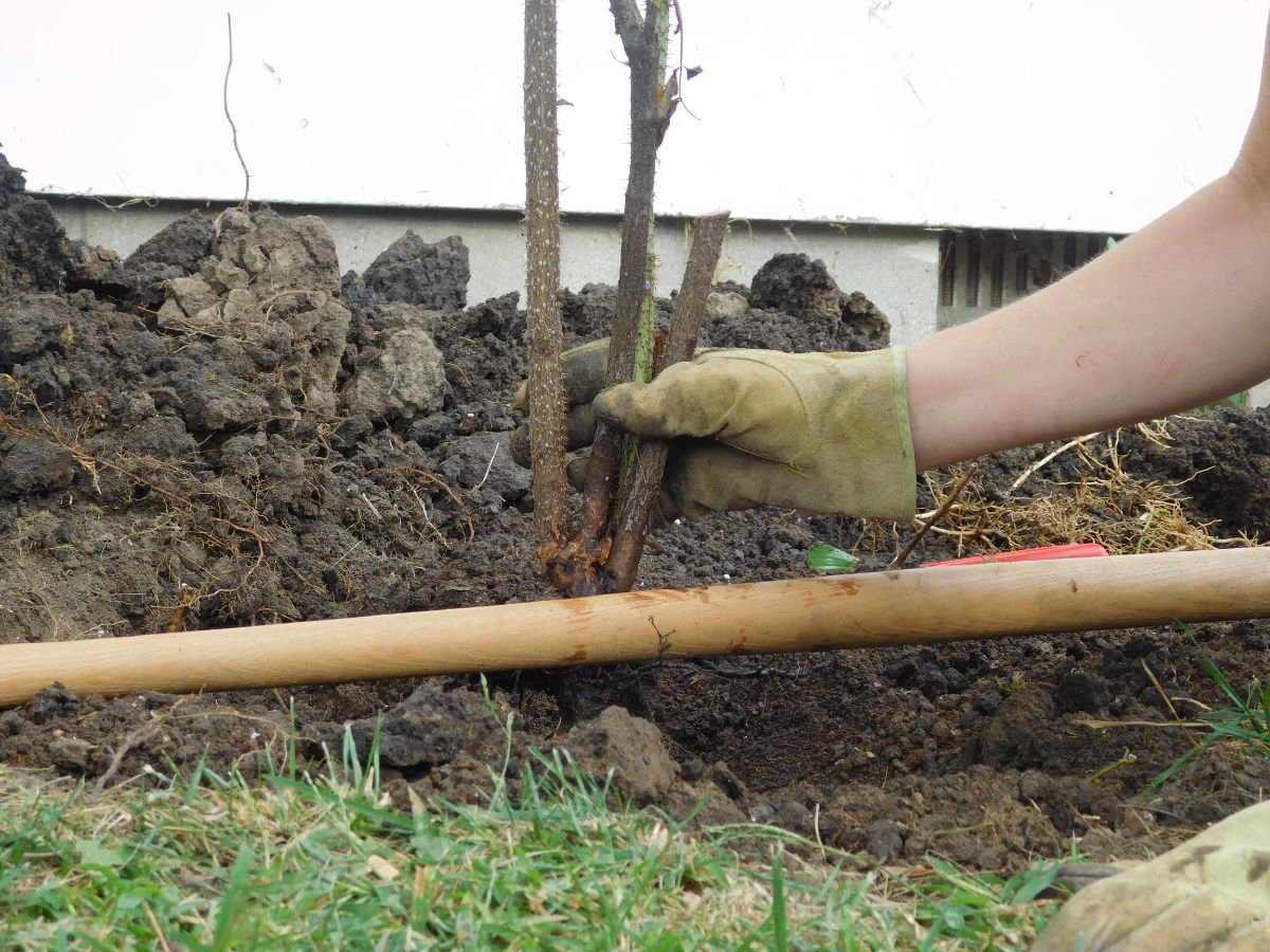 Leveling a rose bush with a shovel