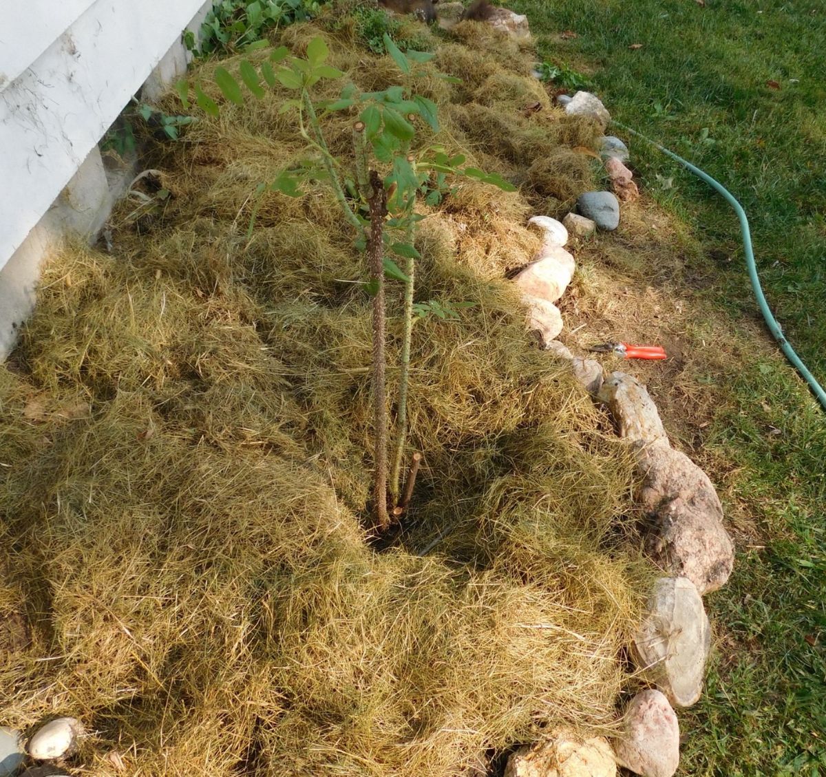 Mulch applied to a newly planted bare root rose
