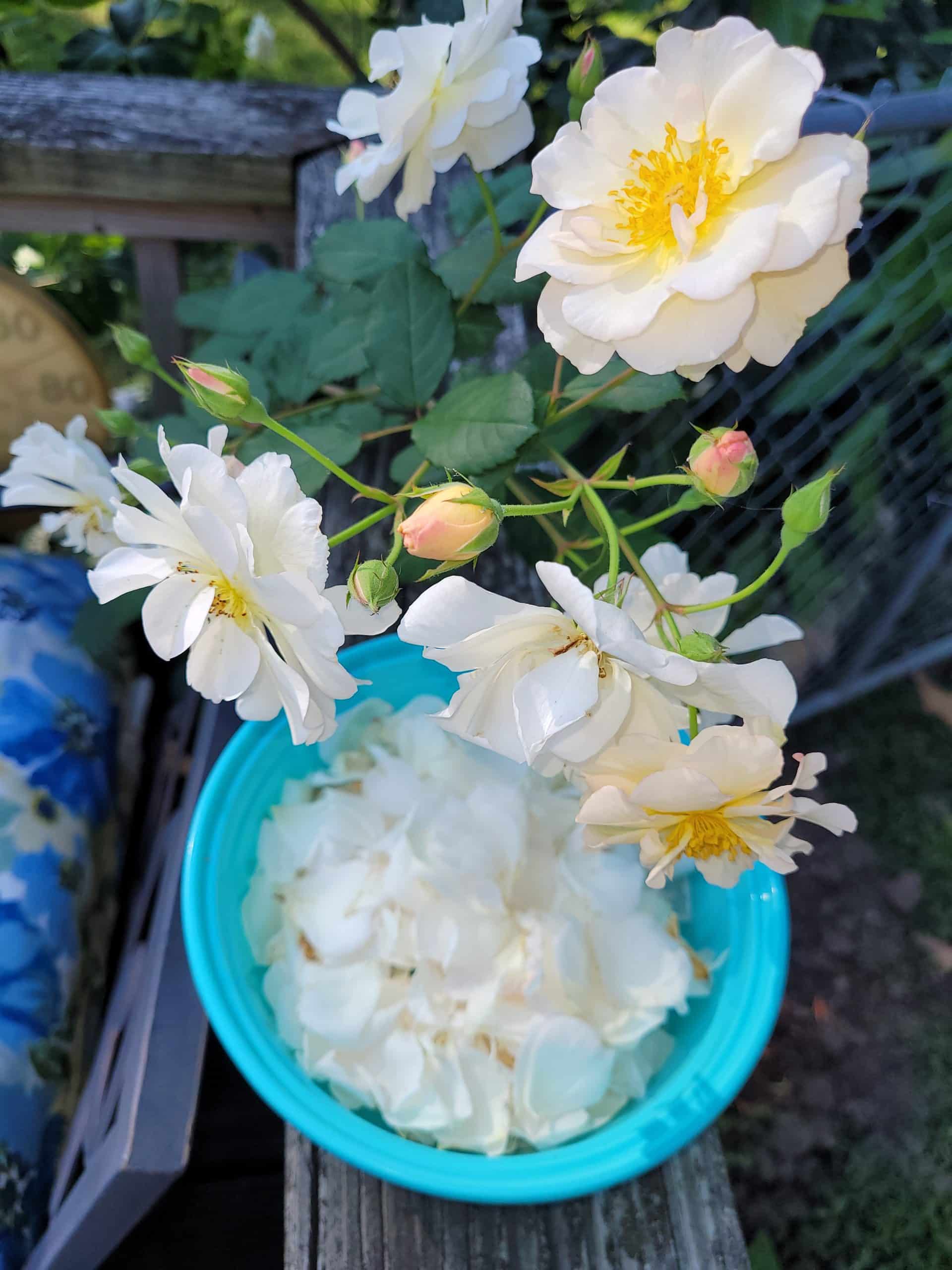 A bowlful of white rose petals gathered from a ‘Penelope’ rose