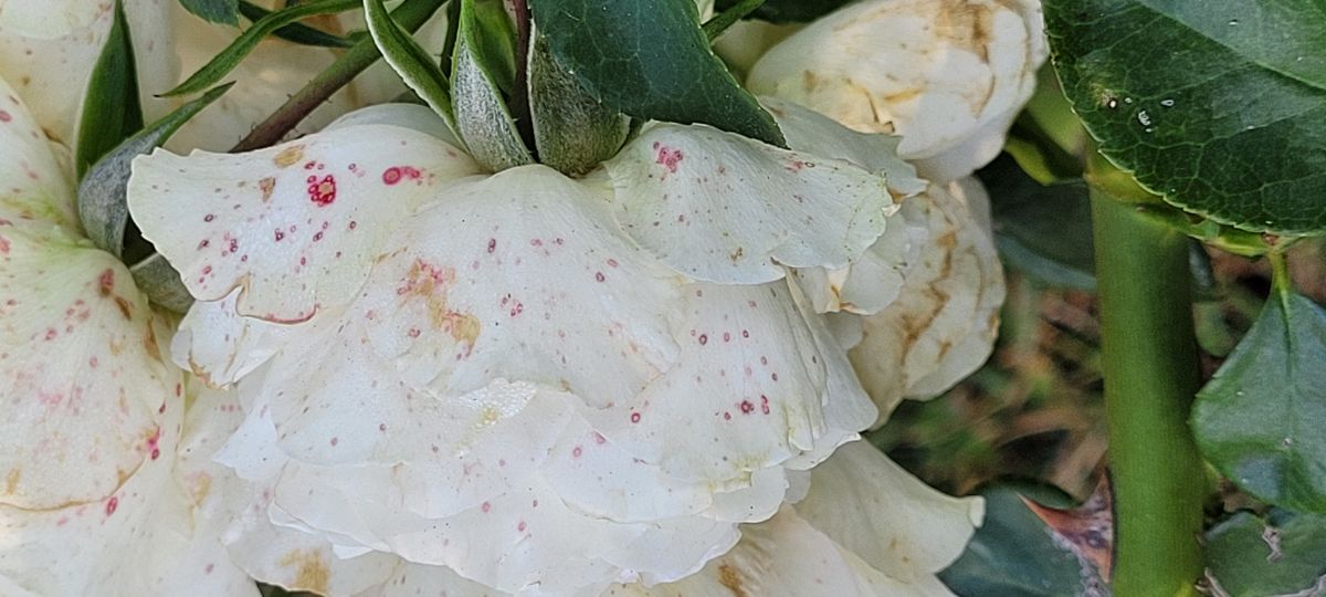 A rose with pink spots from botrytis blight