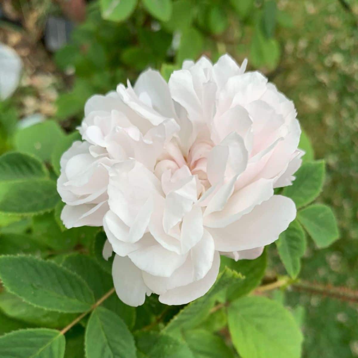 A white moss rose in full bloom.