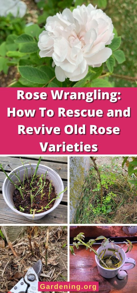 Rose Wrangling: How To Rescue and Revive Old Rose Varieties pinterest image.