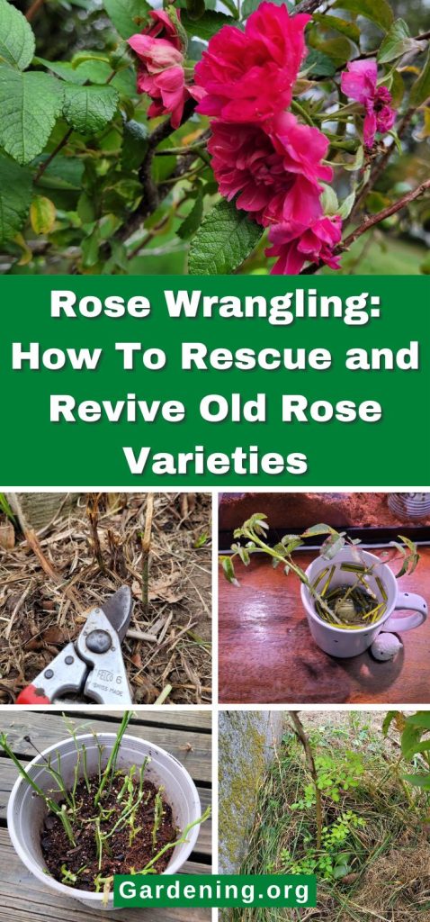 Rose Wrangling: How To Rescue and Revive Old Rose Varieties pinterest image.