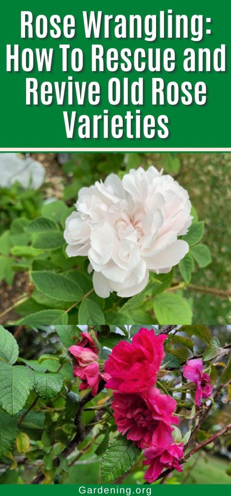 Rose Wrangling: How To Rescue and Revive Old Rose Varieties pinterest image.