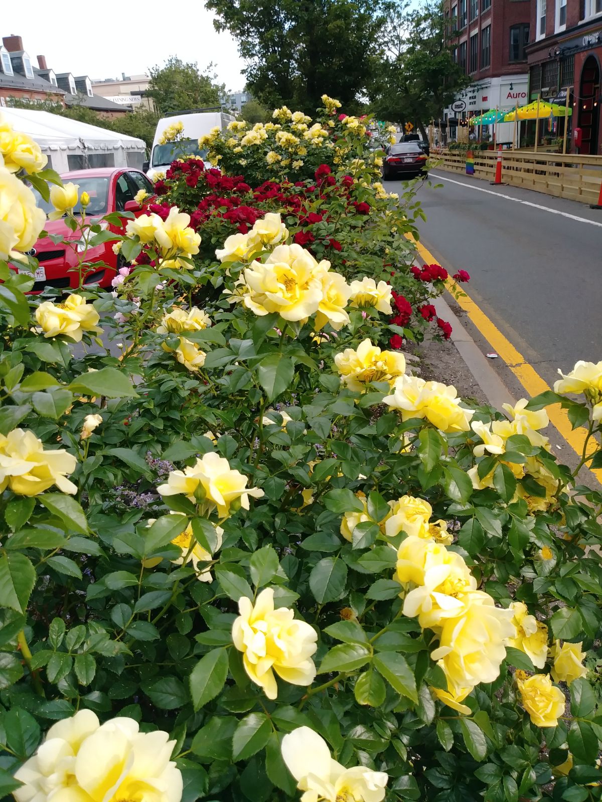 Black spot resistant yellow and pink roses