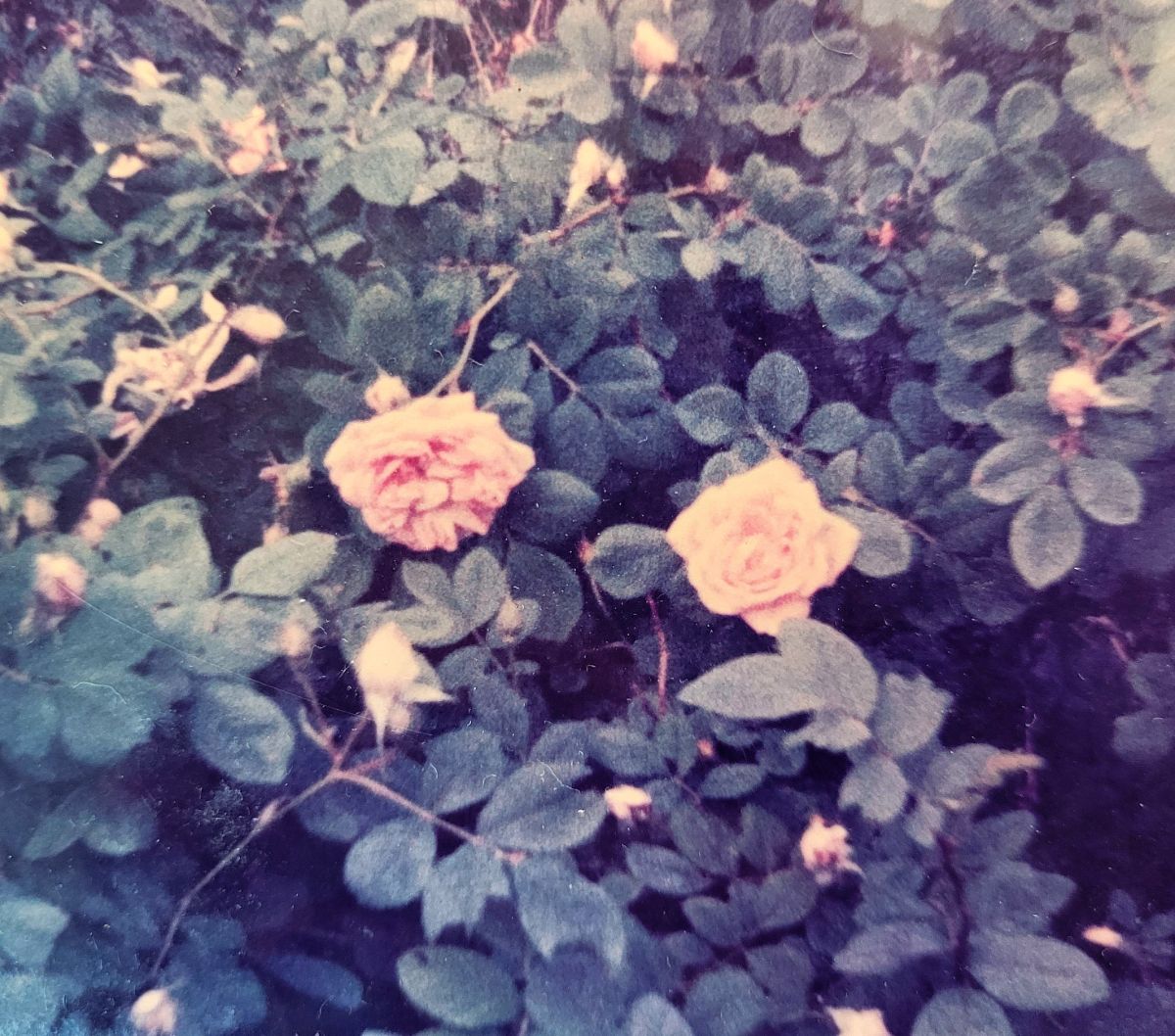 A lost heirloom rose in the 1980's