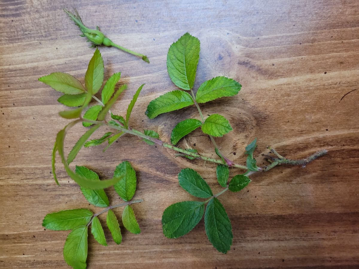 Rugosa rose cuttings