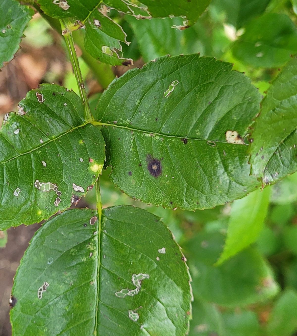 Ringlike growths indicating black spot in roses