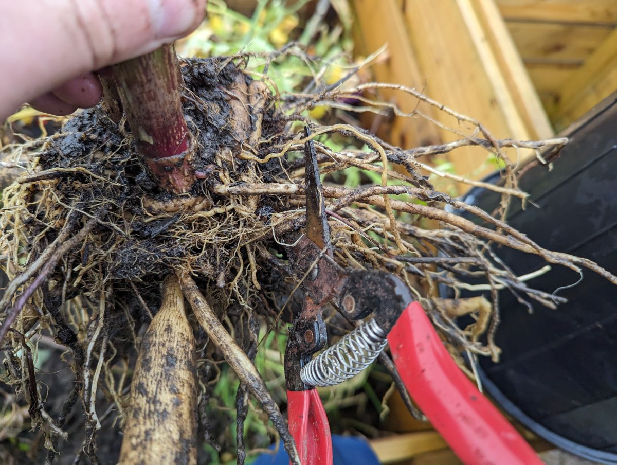 Trimming roots from dahlias before storing