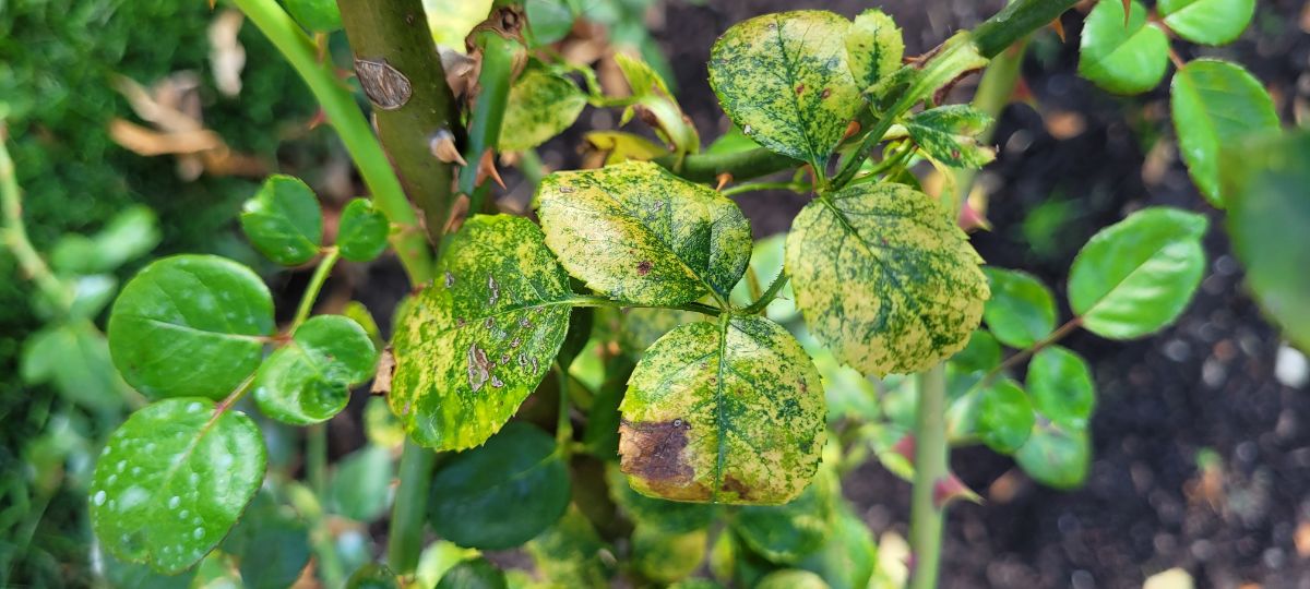 Yellowing and stippling cause by spider mites